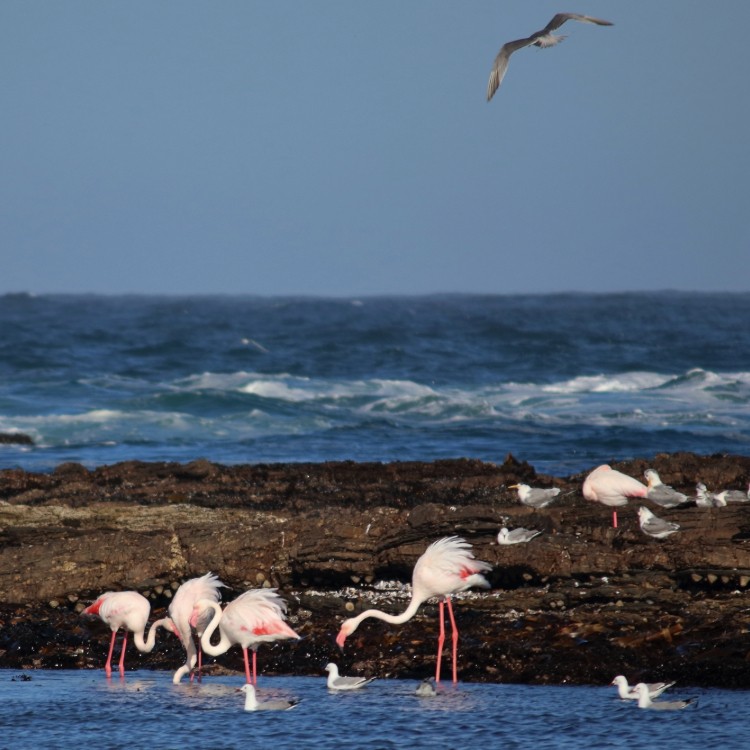 Namibian Coastline.jpg