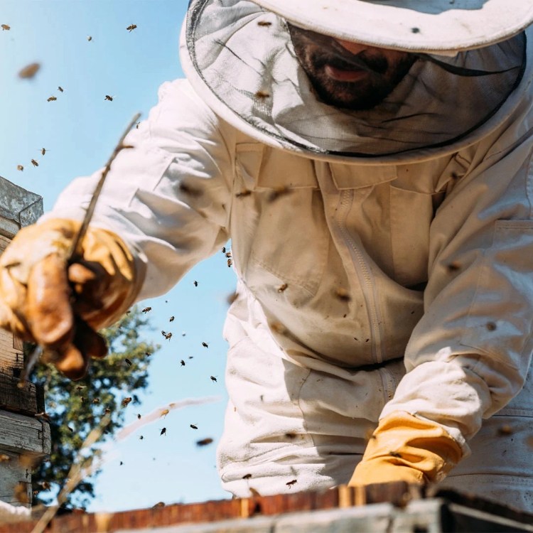 Pragnell Bees