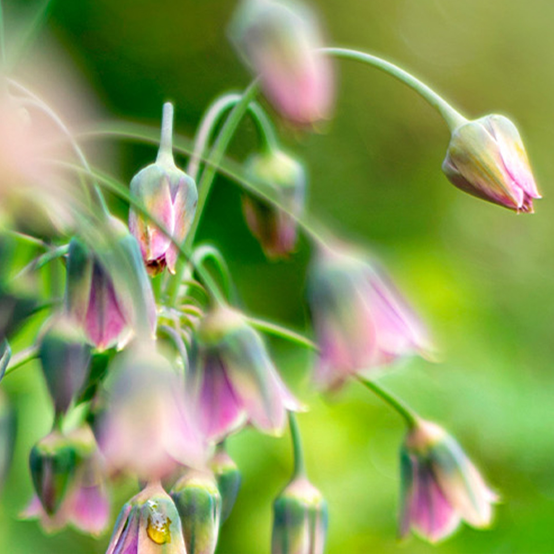 Artboard Flowers V2.jpg