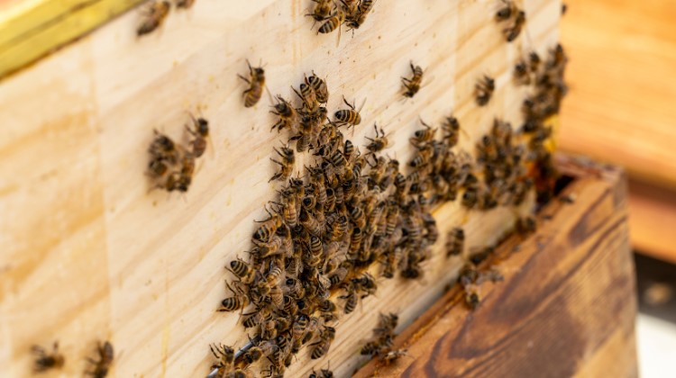 bee mobile banner.jpg