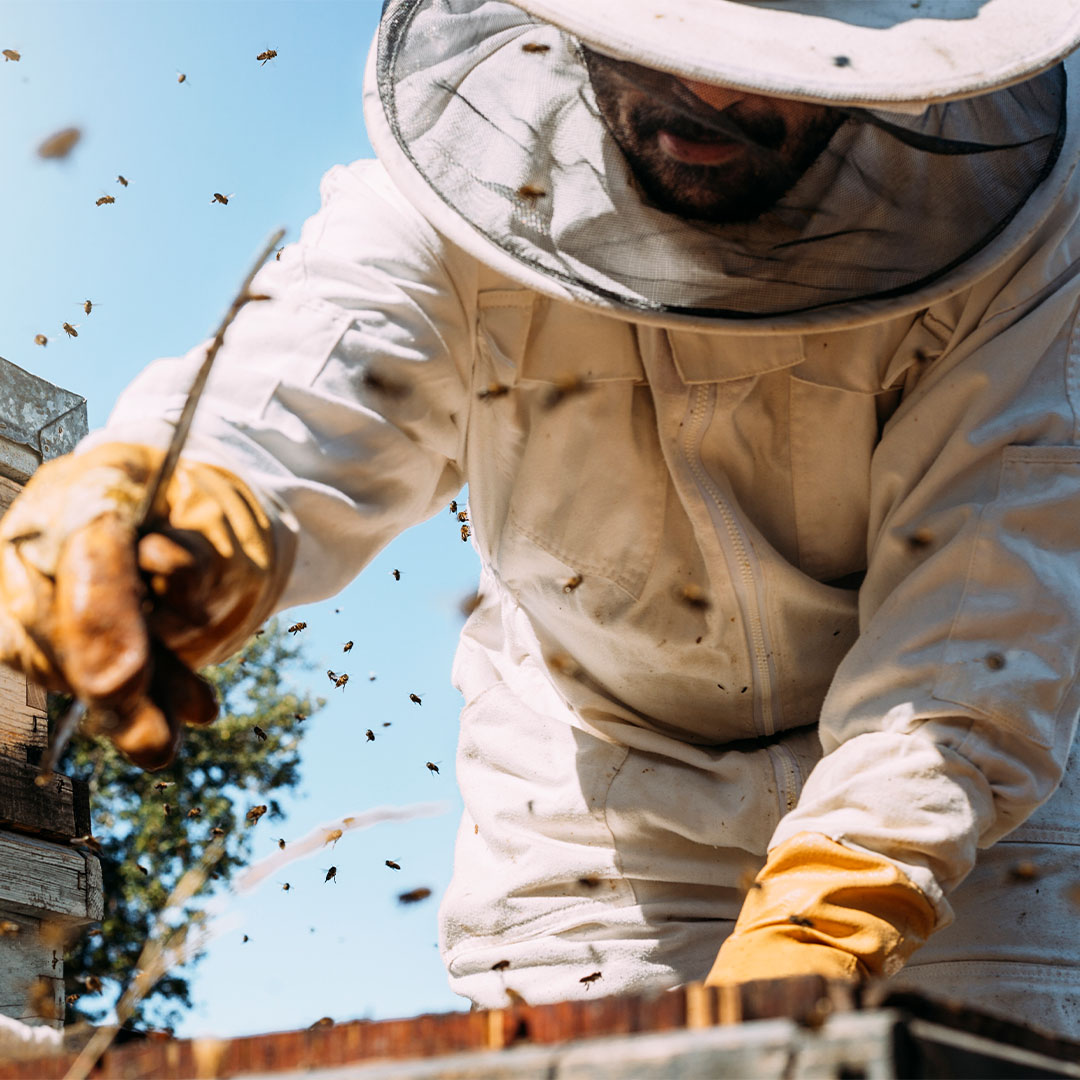 Beekeeper 1.jpg