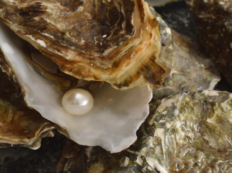Natural white pearl is laying in oyster closed up background