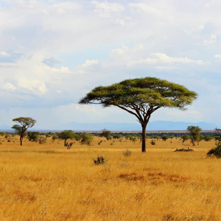 Kenyan Ruby