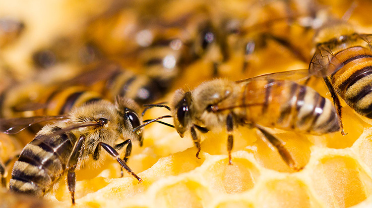 Banner Bees BAnner b2.jpg