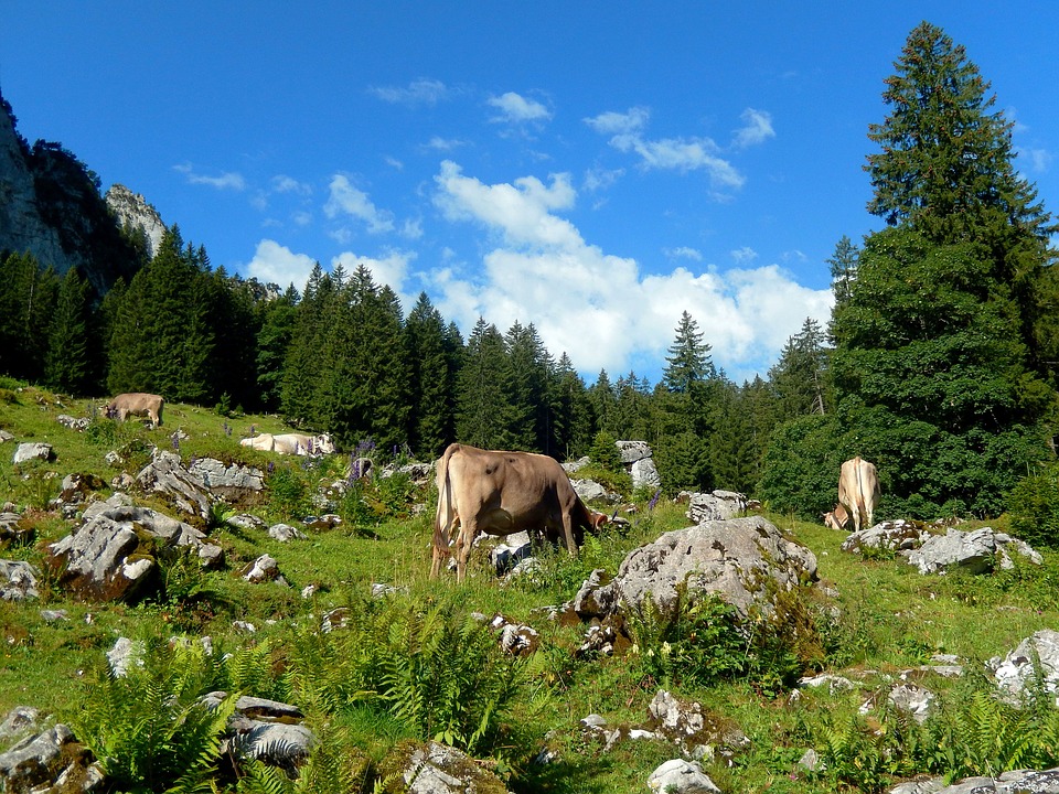 Cattle In The Alps
